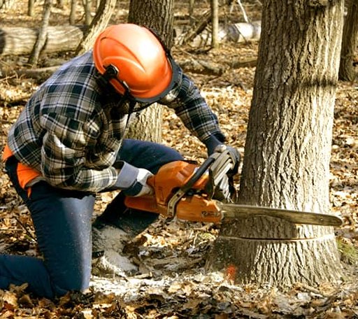 Tree Removal in Errol, NH